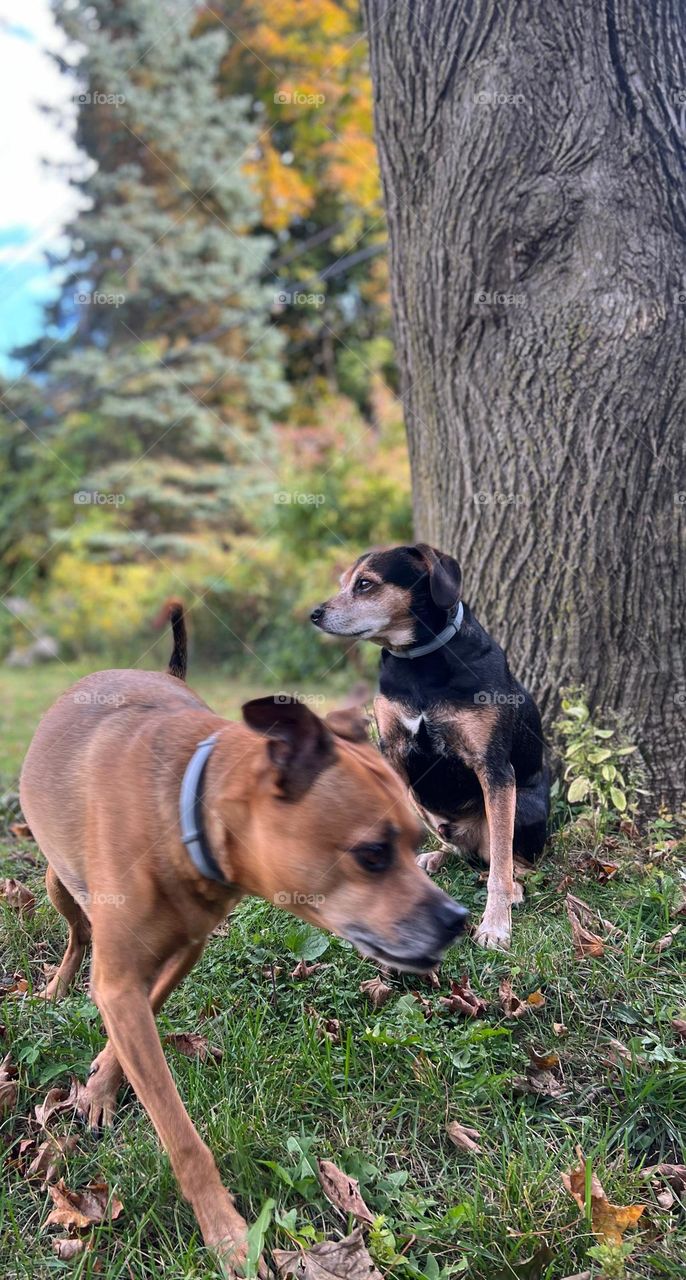 Photo of two dogs under a tree