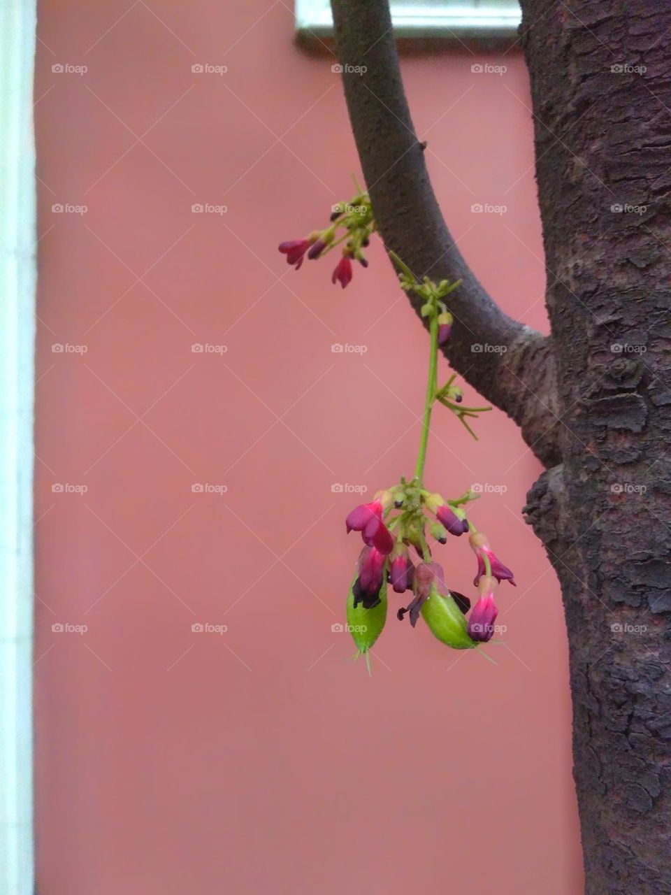 Star fruit on tree