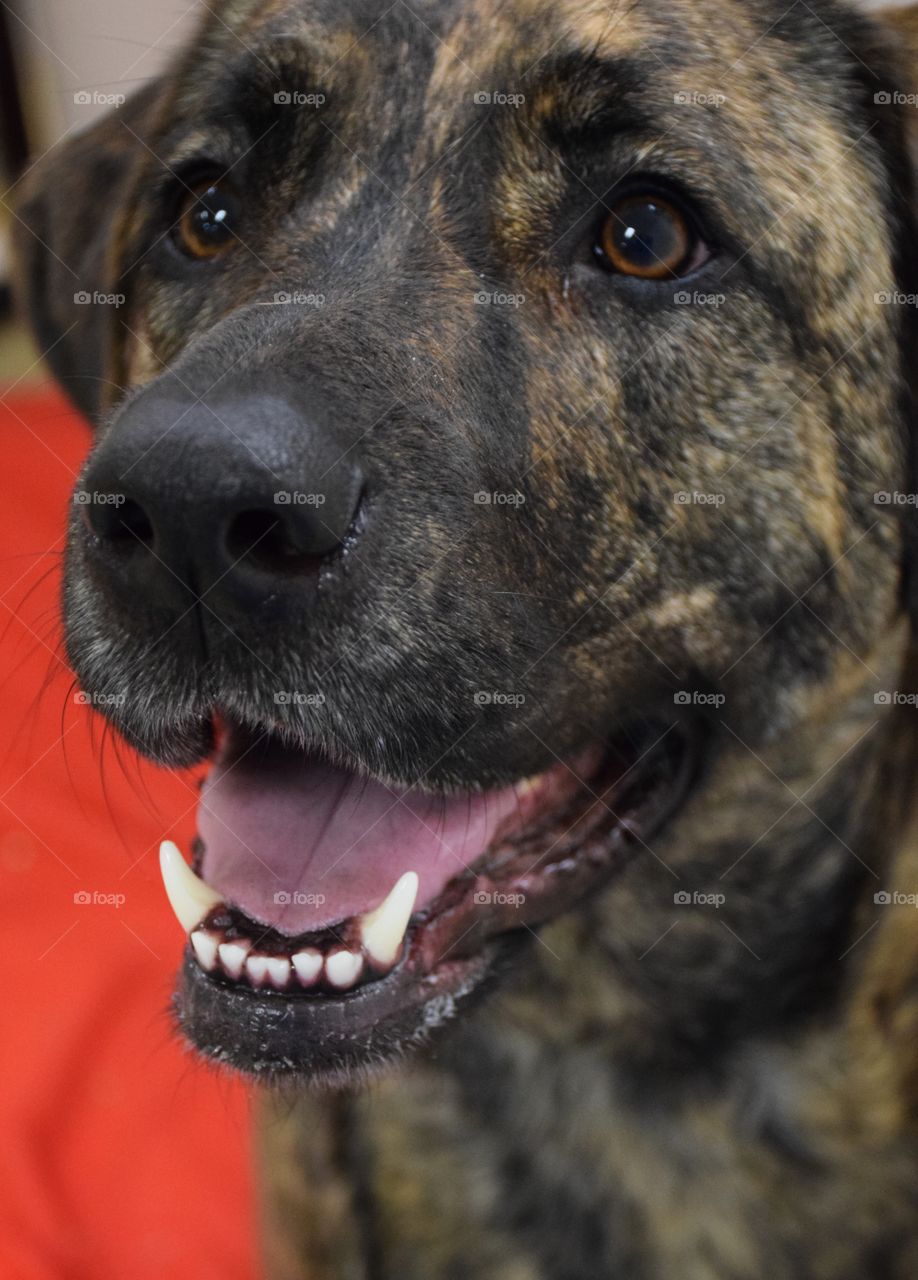 Bindy. Bindy loves her friends at the Hound Hut and also posing for pics! 