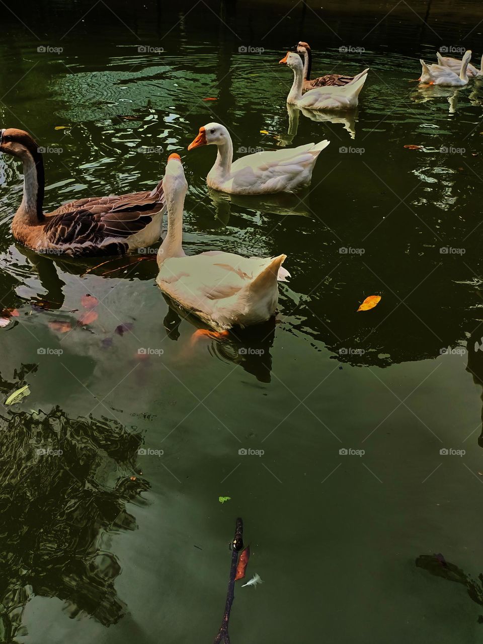 A group of Swan Goose (Anser cygnoides) finding and waiting for food from visitors in the zoo.