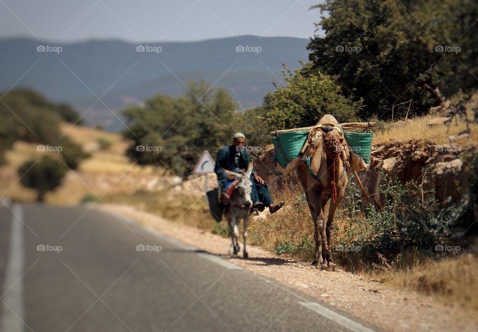 A man on a donkey following a camel makes his way along the road