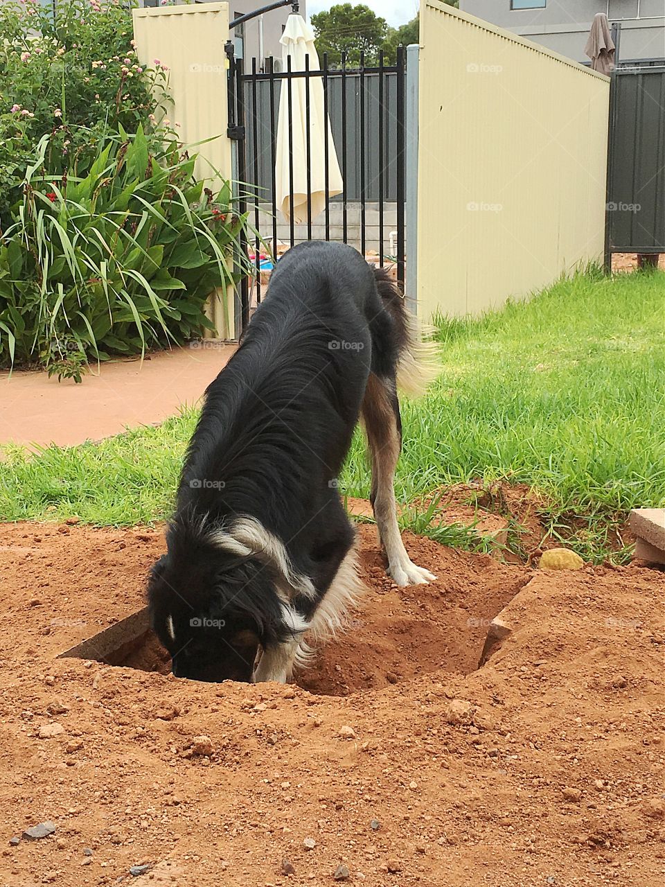 Dog digging a hole