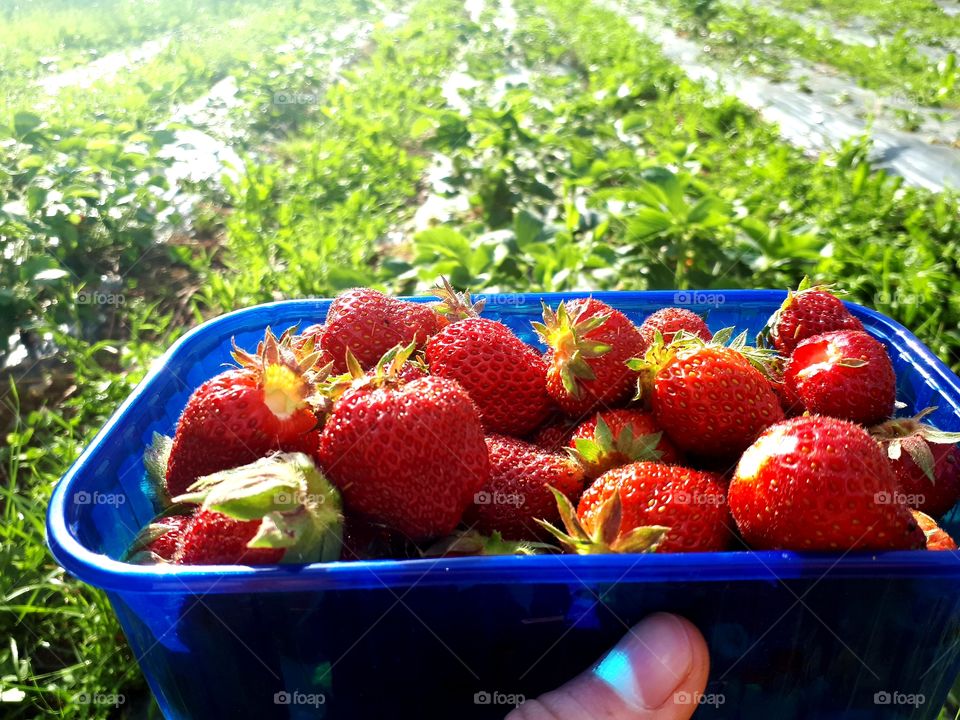 the first strawberries this year, 100% natural
