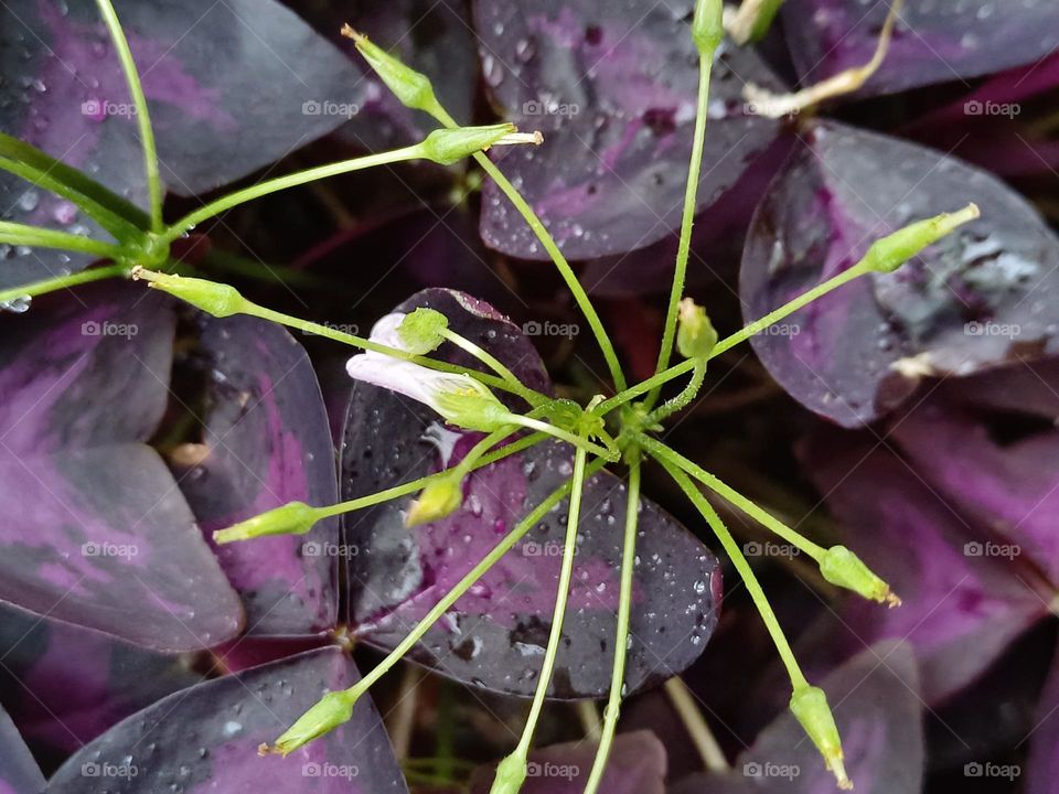 Oxalis Triangularis