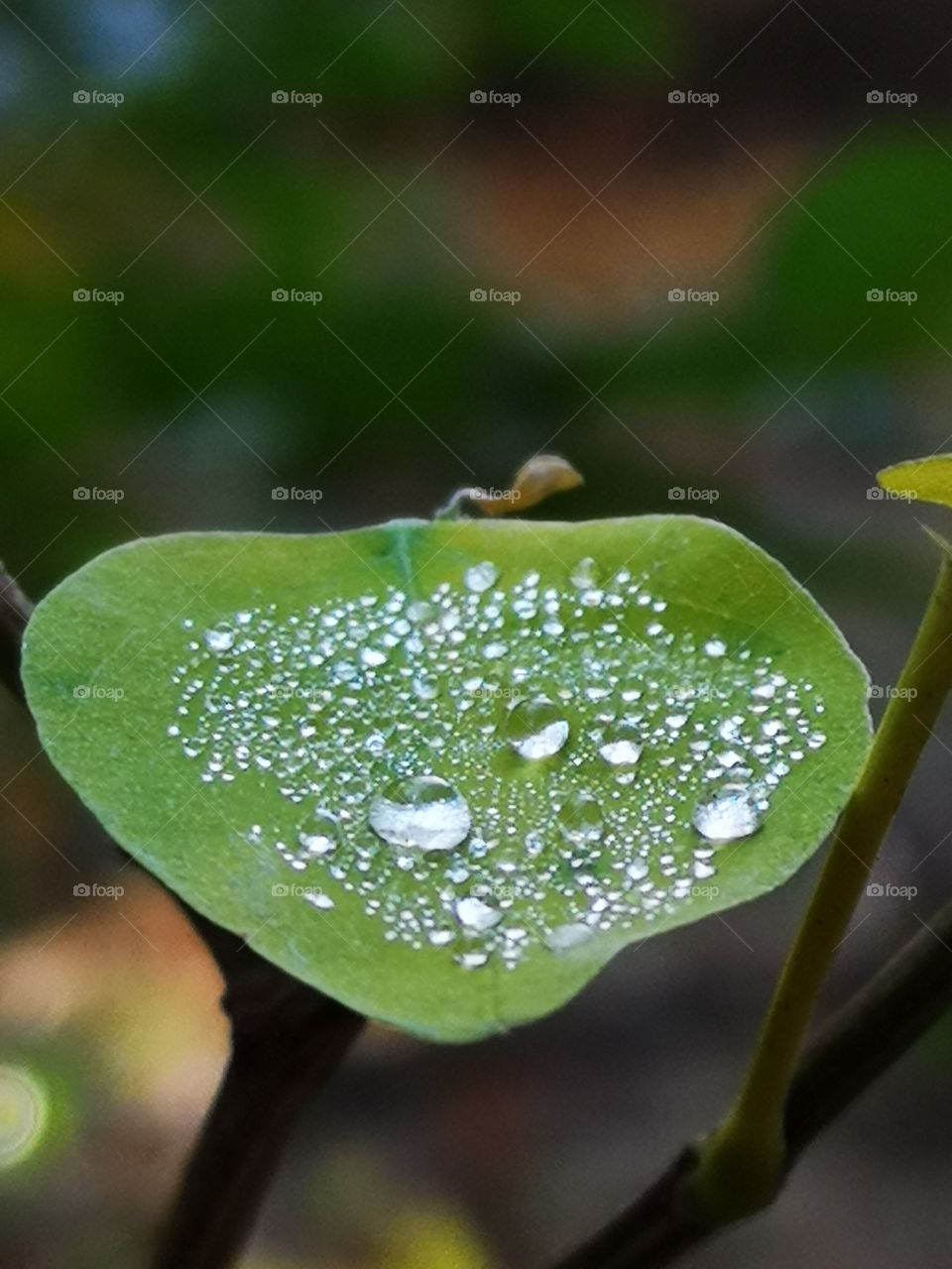 Drops on leaf