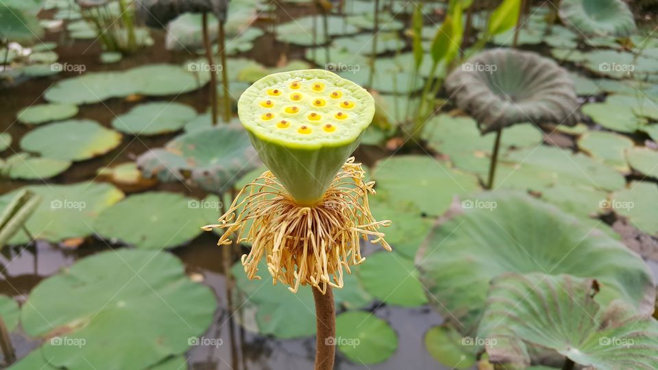 what is this plant...