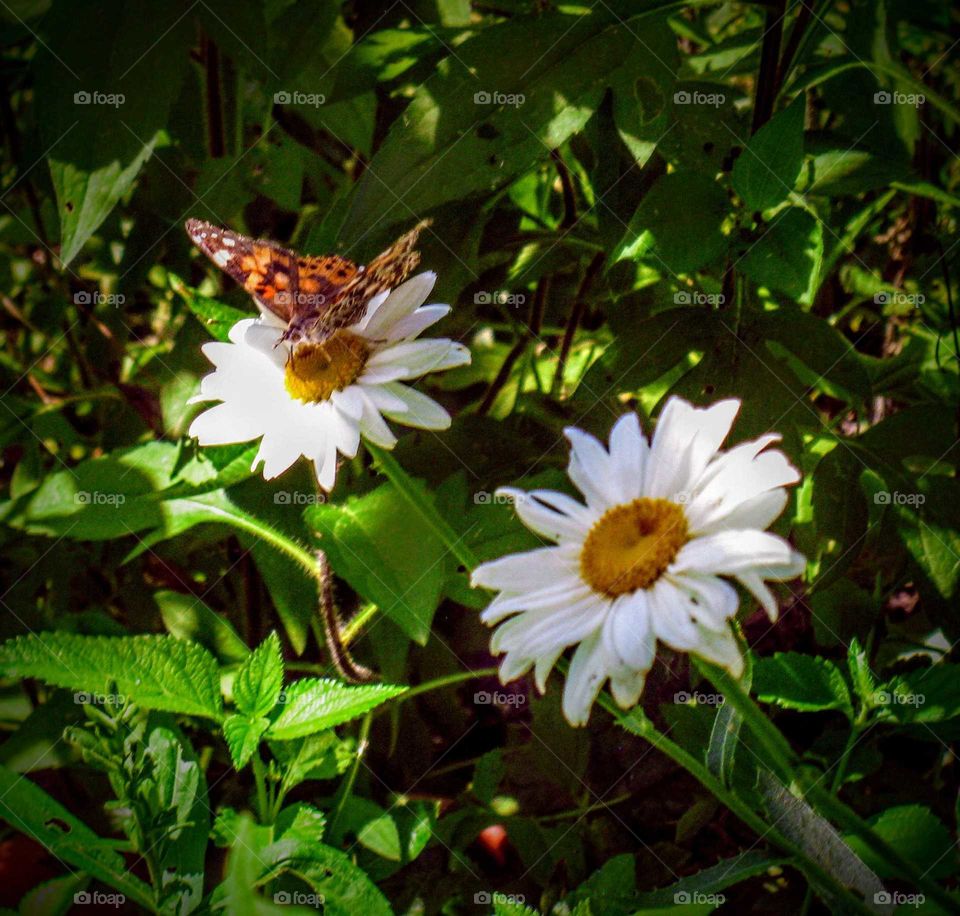 Pretty Butterfly On Cone Flower "Tasty Treat"