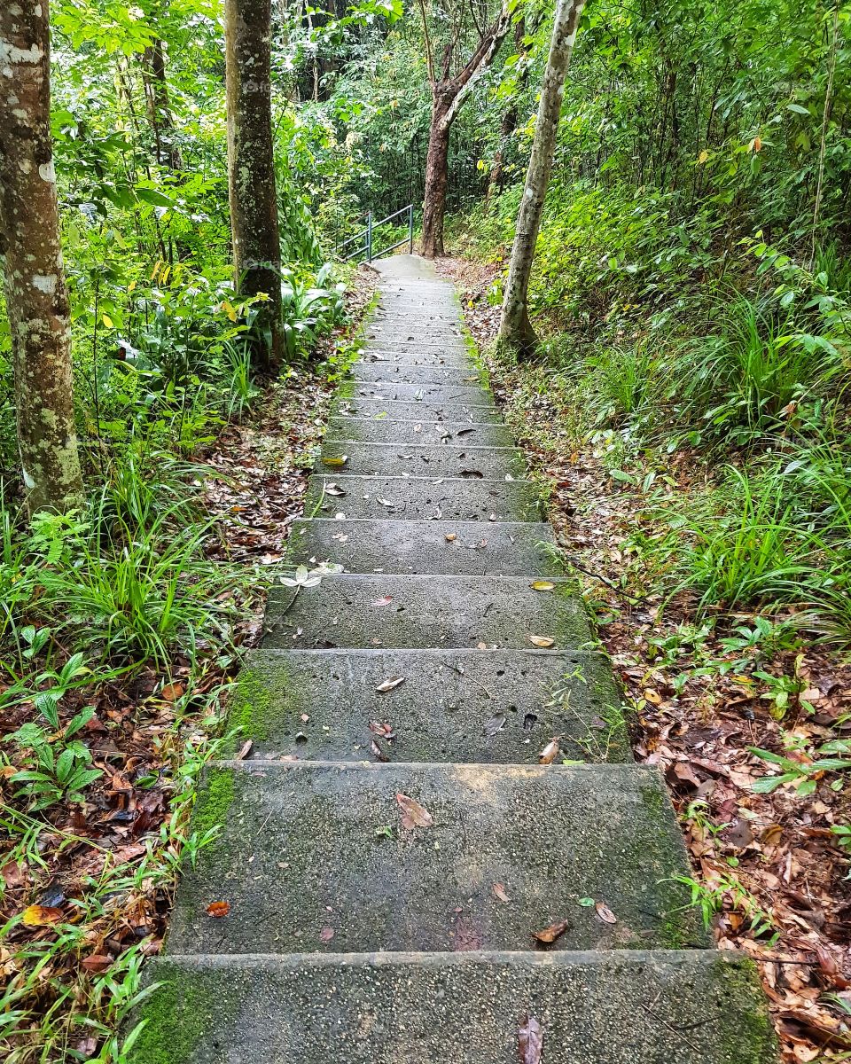 Stairs and pathway in forest