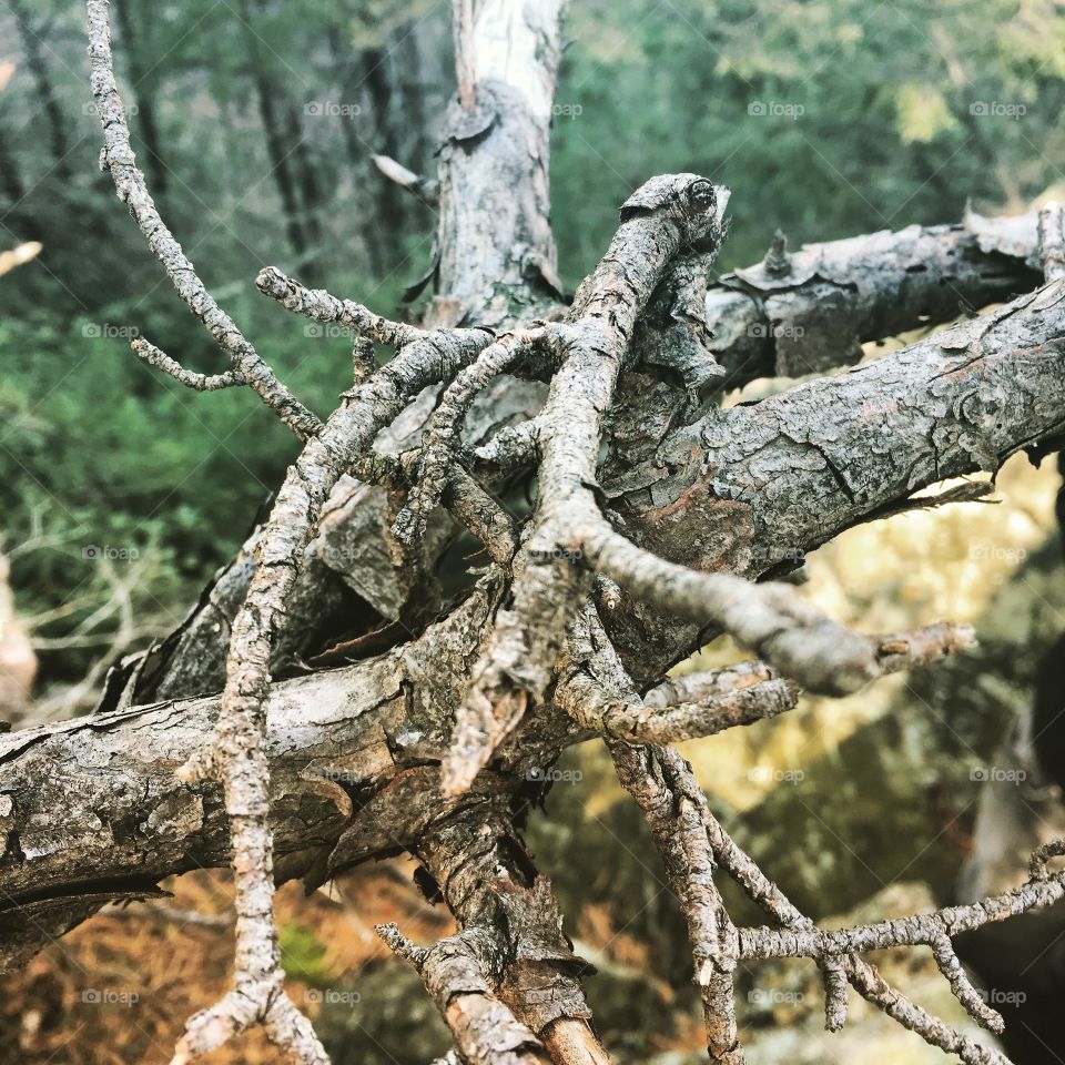 Tree branch in Rocky Gap State Park 