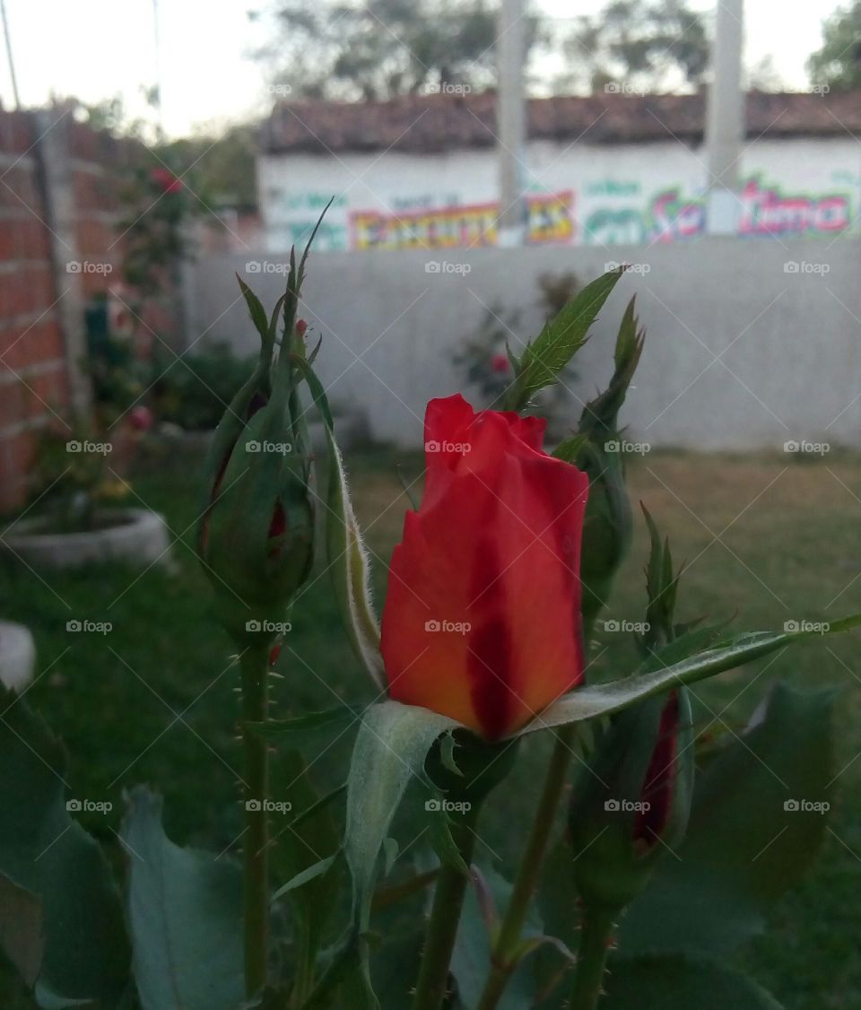 Rose