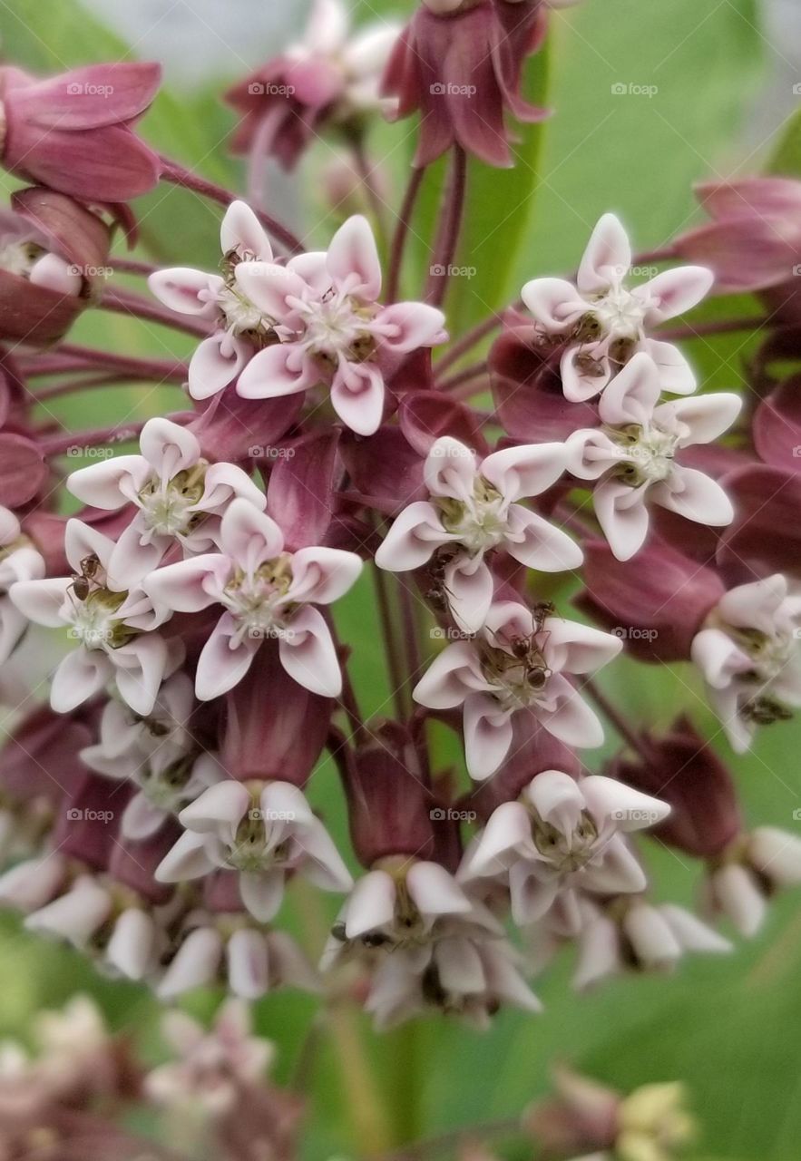 Beautiful Pink Flowers ~ And A Couple Ants