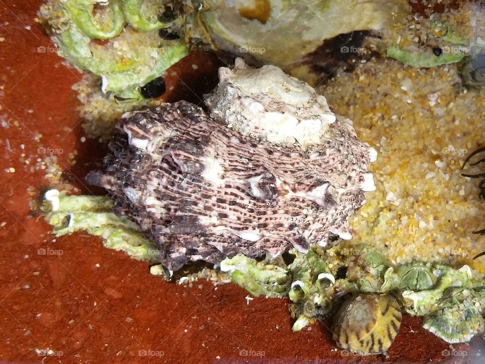 A large mauve spiral shell and limpet attached to a red rocky outcrop at the beach.