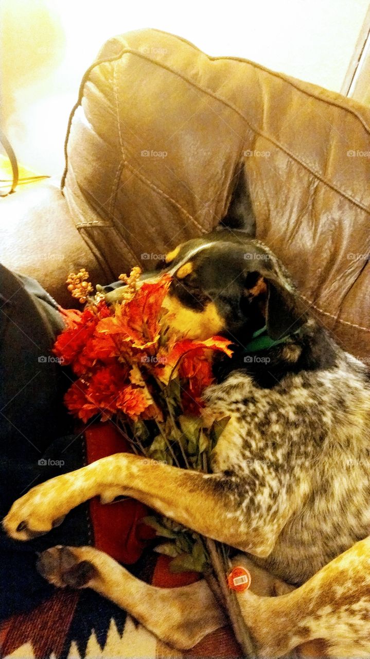 Doggo and Flowers