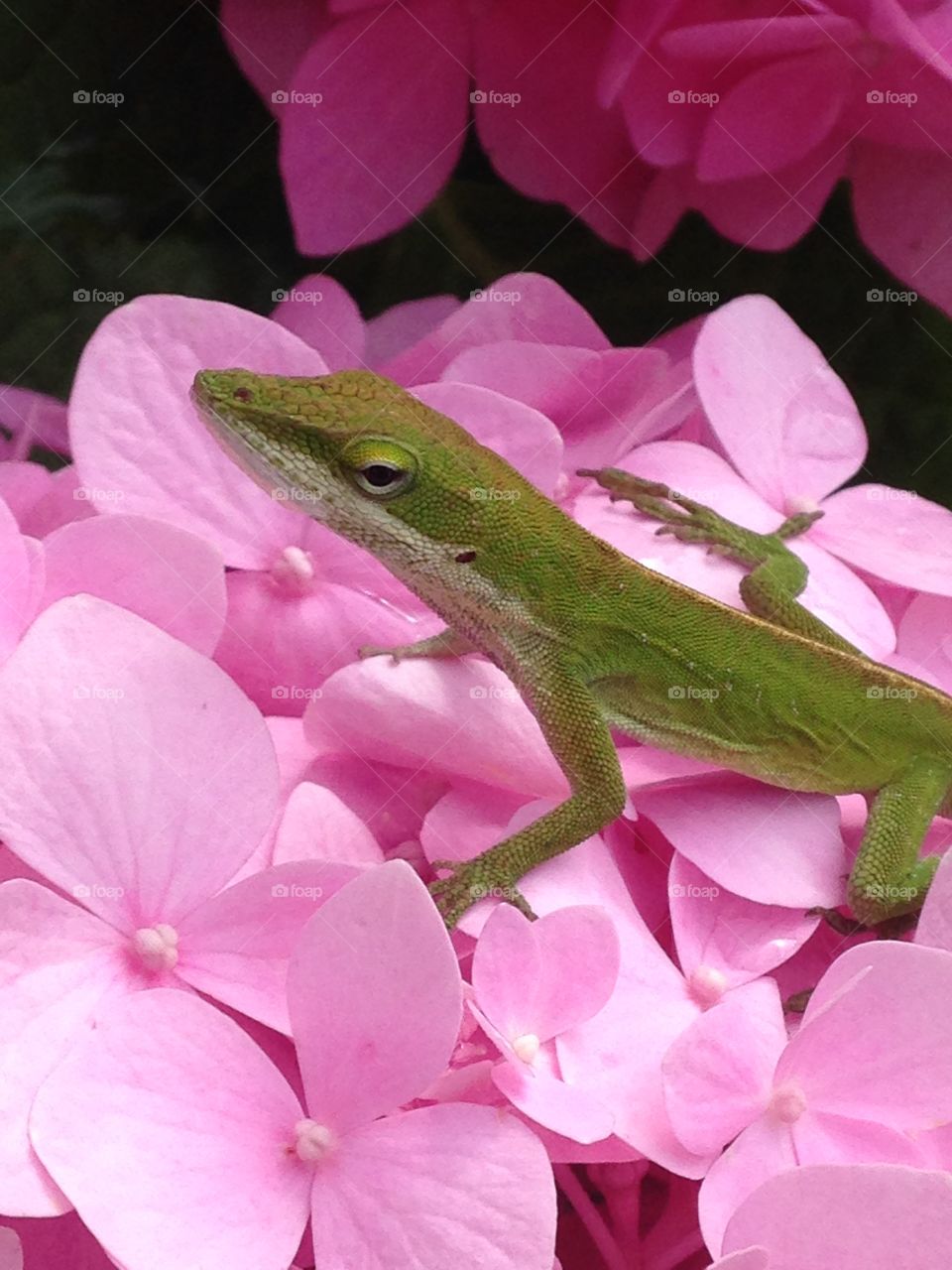 My garden buddy. Lizard on hydrangea flowers