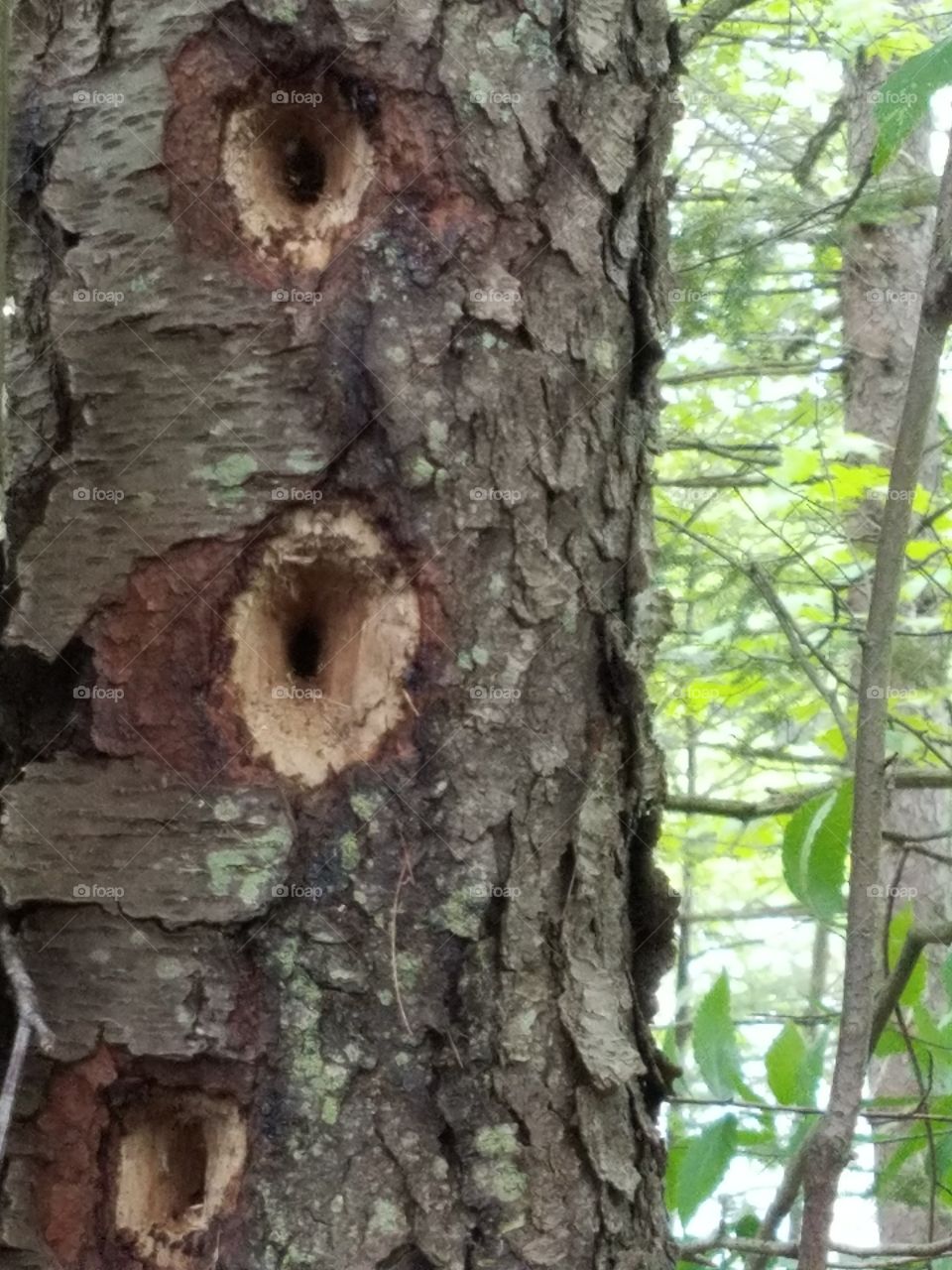 Woodpecker Holes in Tree