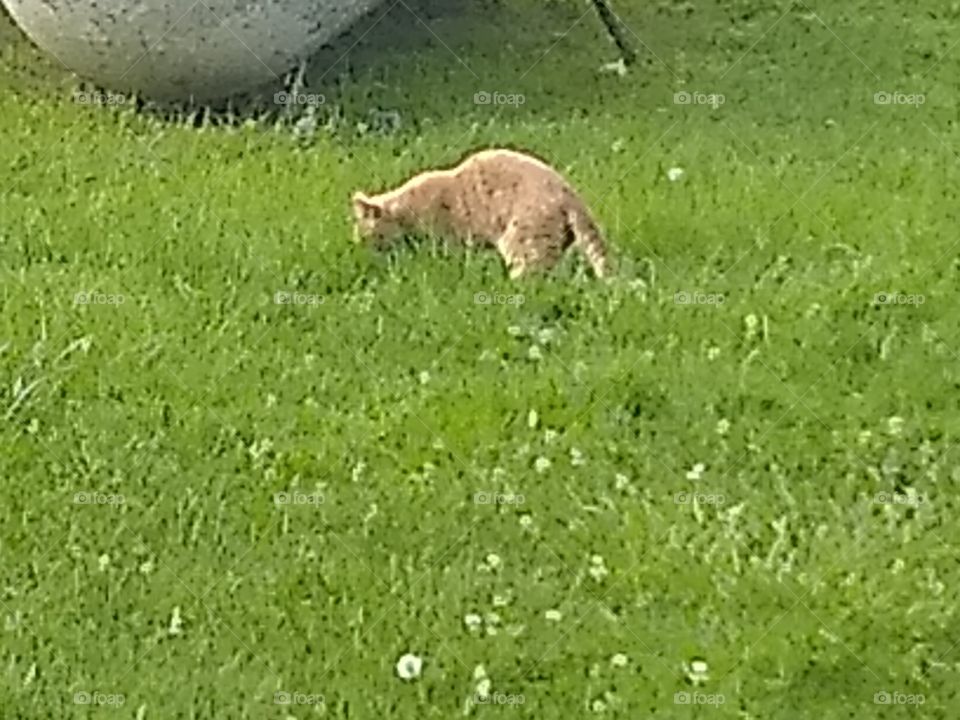 Orange cat exploring stealthily