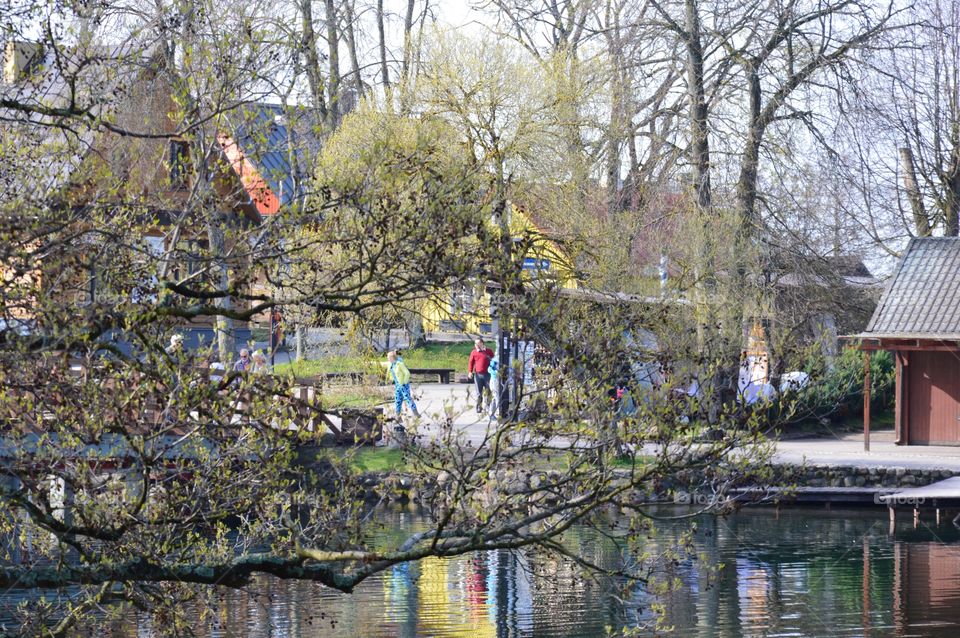 tree and lake