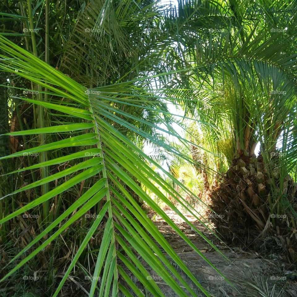 Palm tree in garden