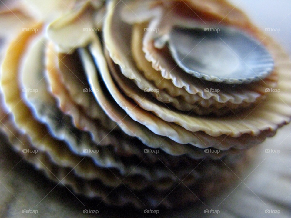 beach ocean macro shells by cagedheat