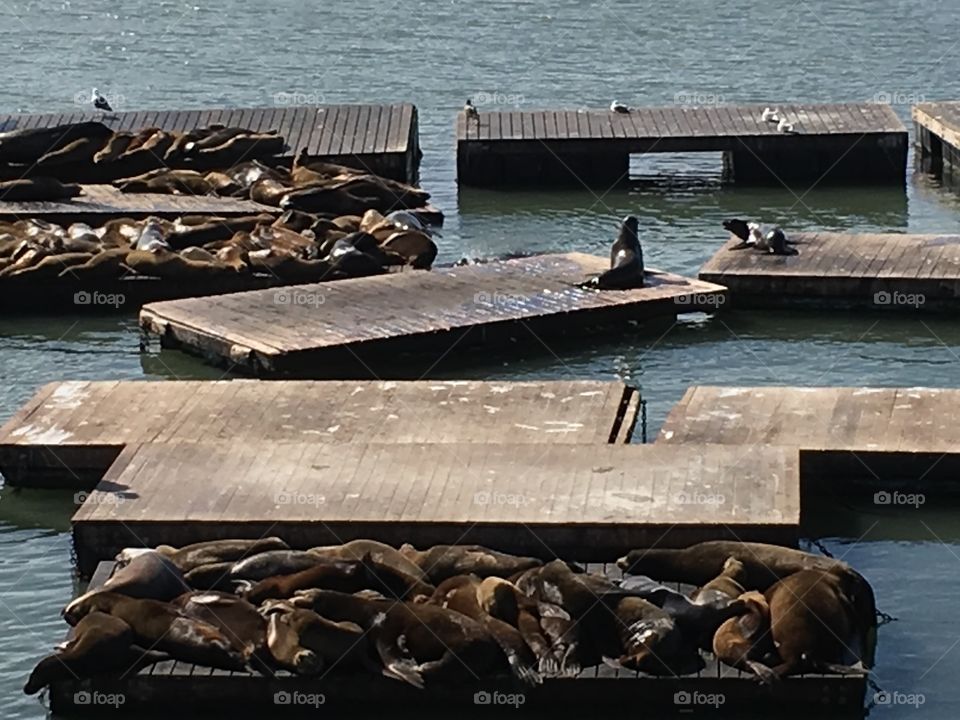 Seals on the pier 