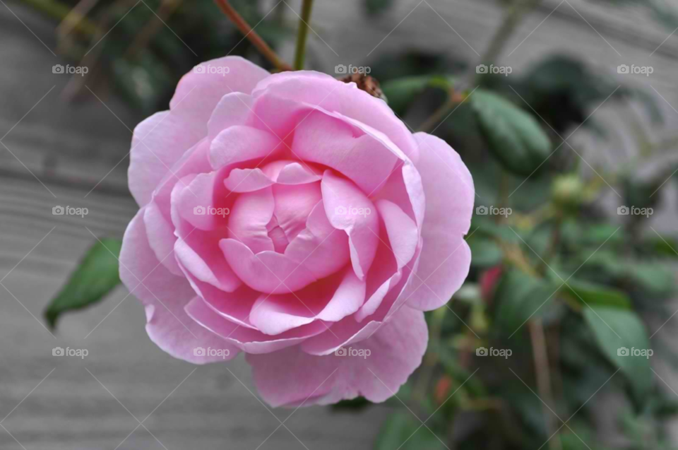 nature pink flower plant by micheled312