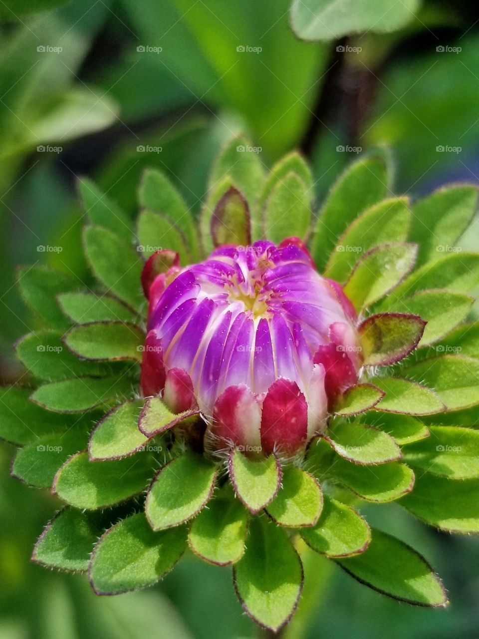 flower Bud ready to bloom