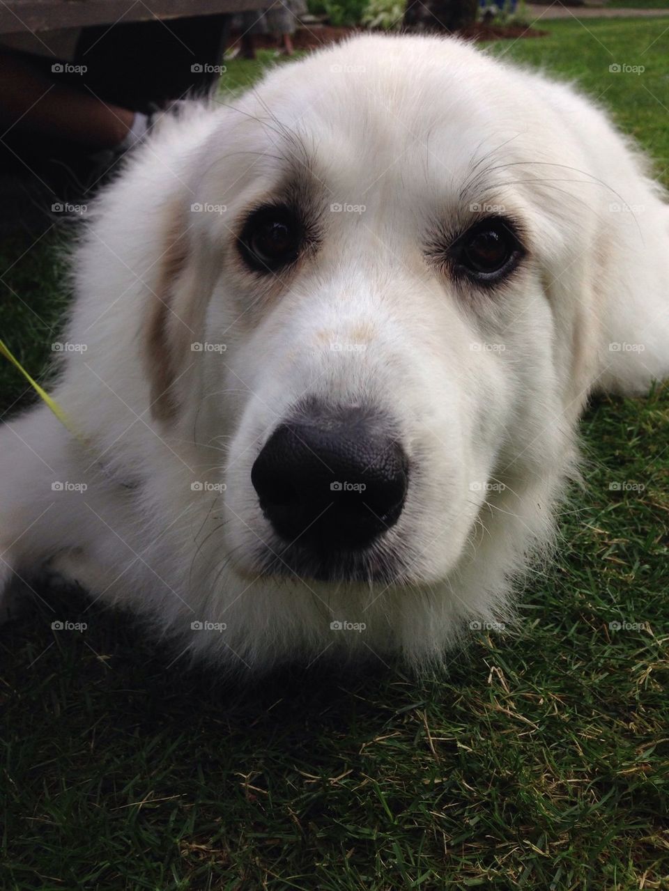 Great Pyrenees 