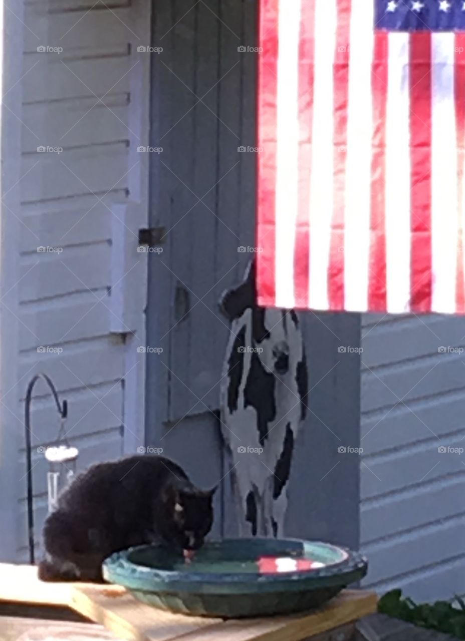 Cat drinking from birdbath on railing, American Flag hangs in background.🐾