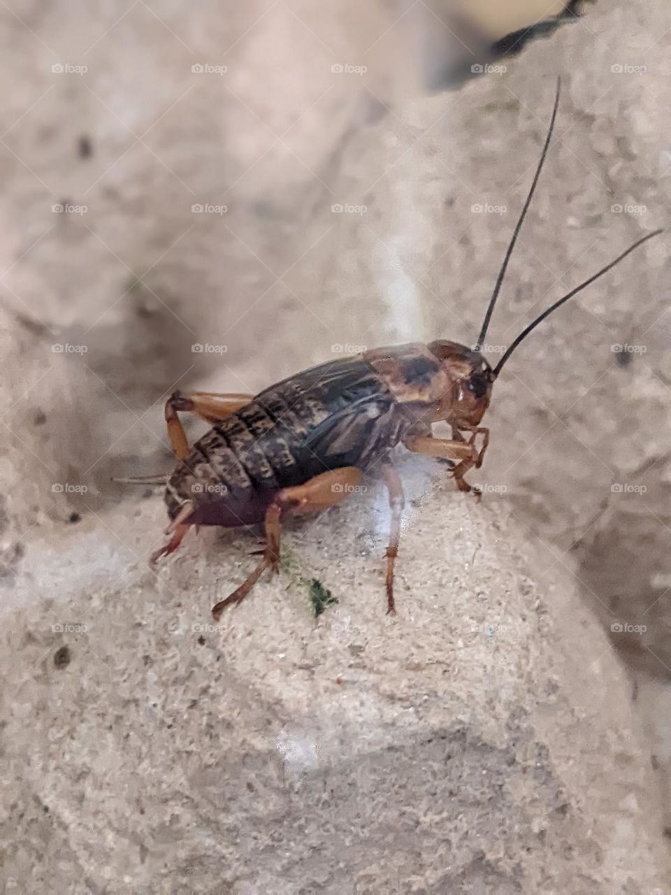 cricket🦗