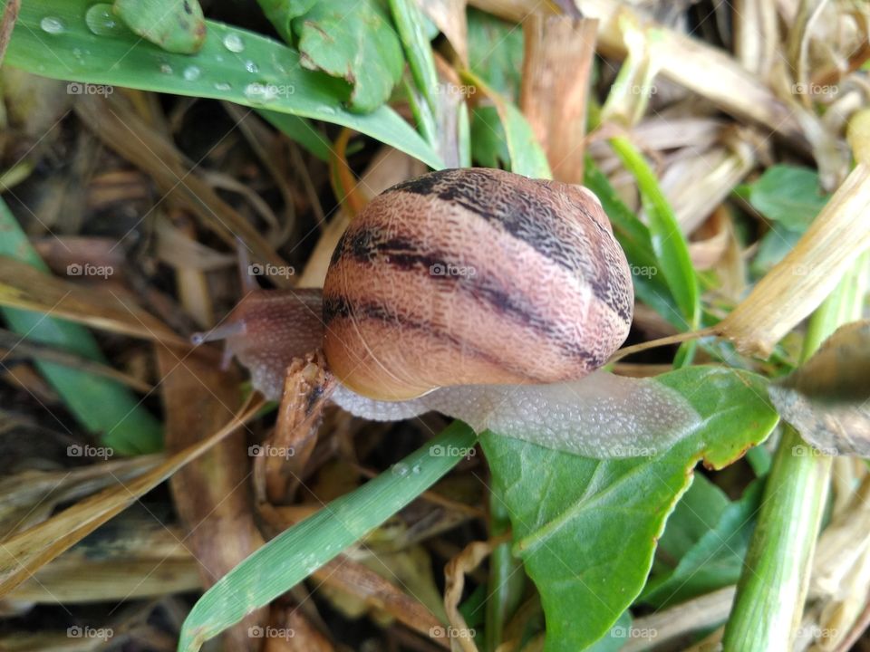 Snail