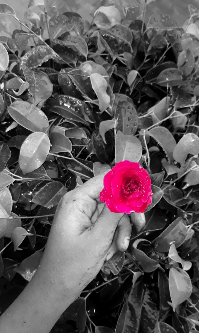 Flower 🥀❤️