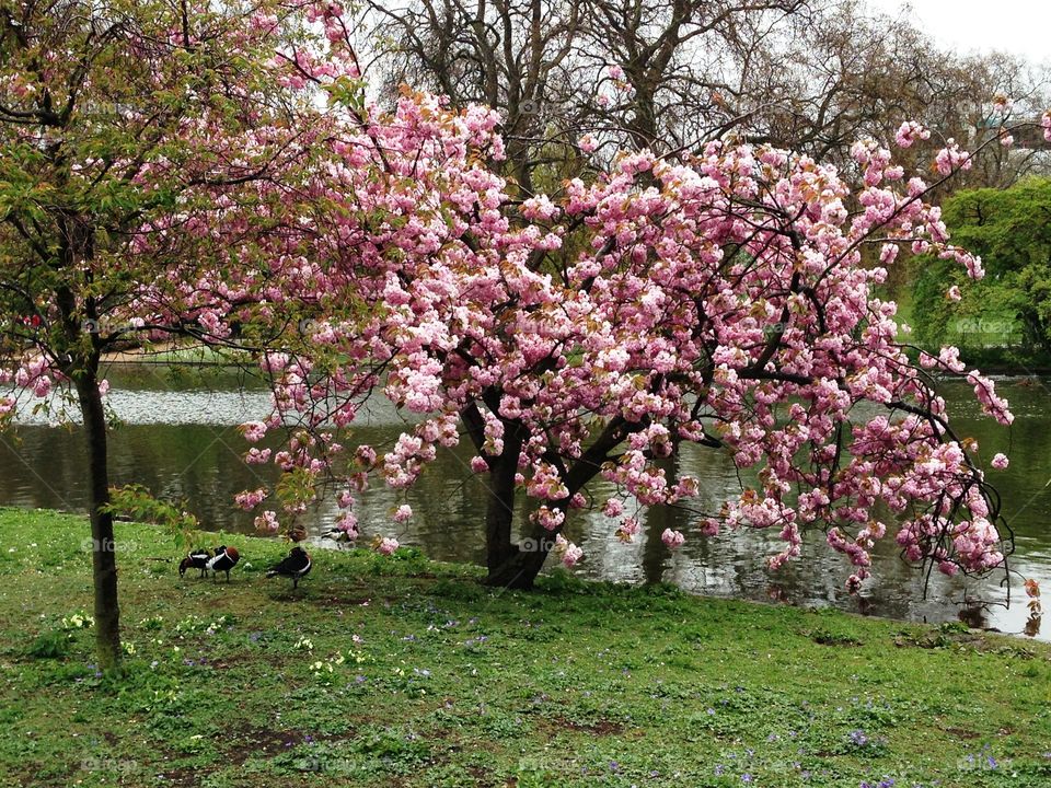 Blooming tree in Hyde park
