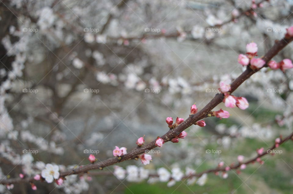 Cherry tree in early spring