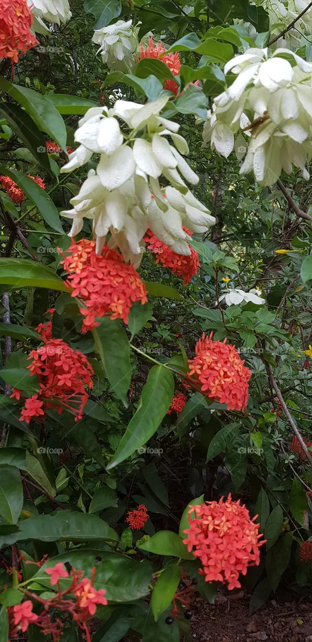 plant