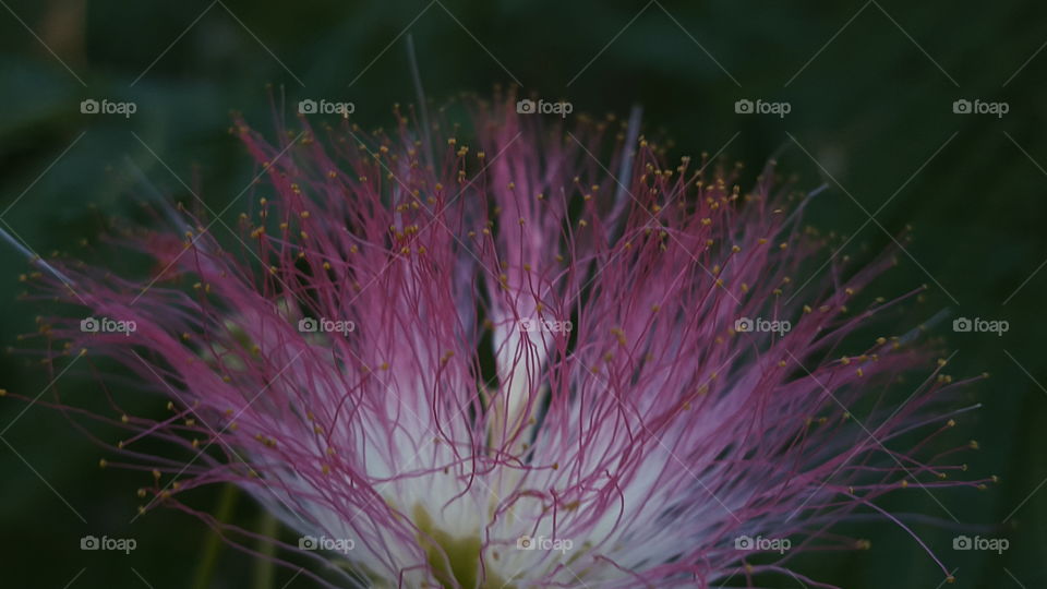 pink flower