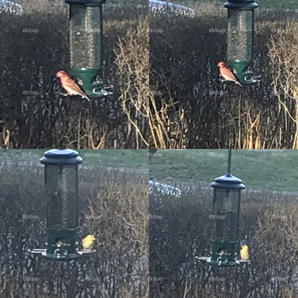 House finch and goldfinch 