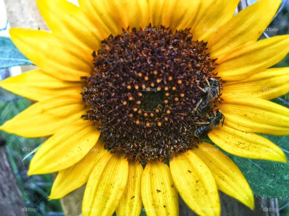 Bright yellow sunflower captures two sleeping bees 