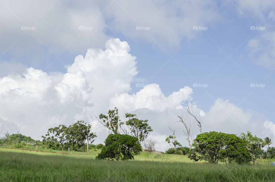 Trees In A Line