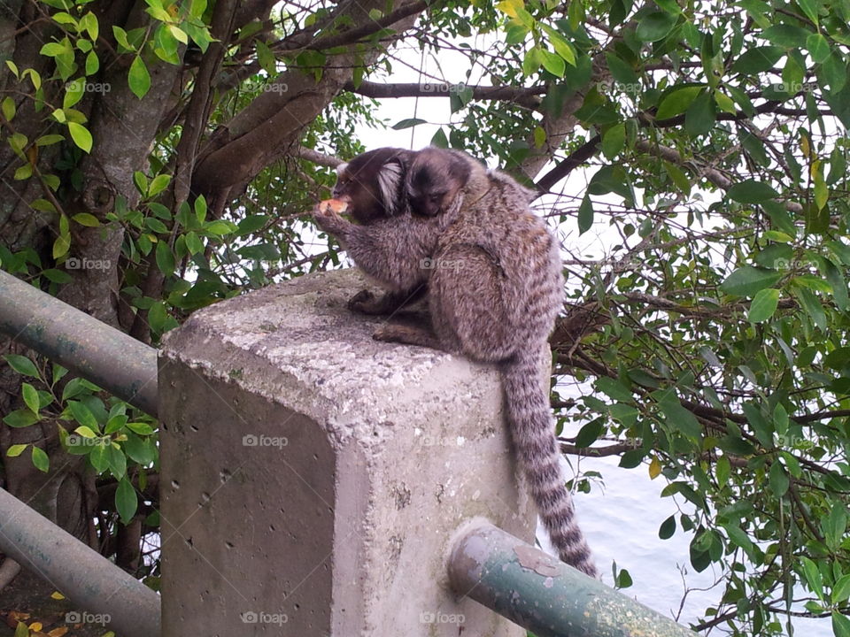 Tiny life. Mommy with baby monkey