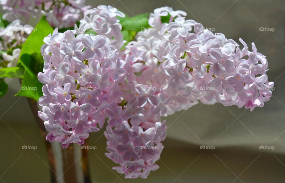 purple 💜 lilac flowers in vase