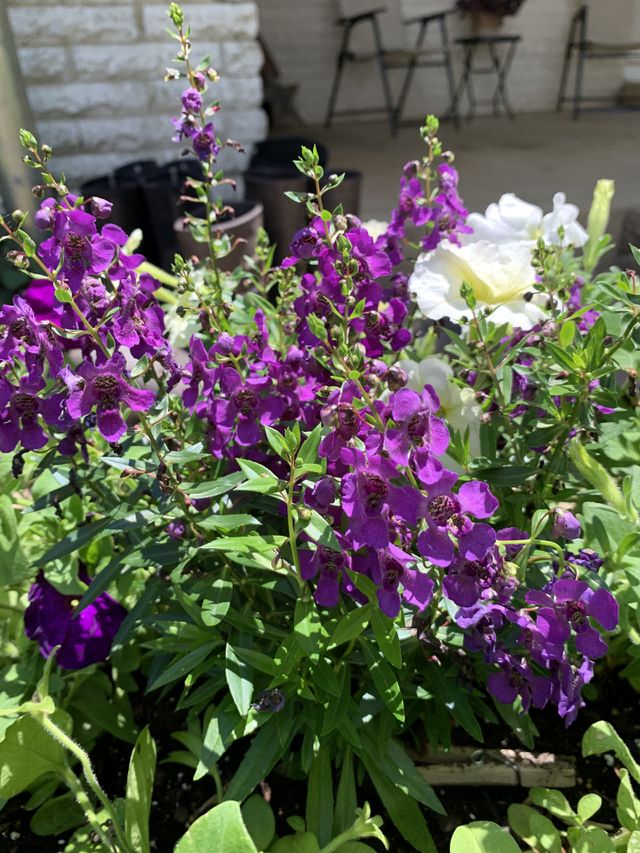 Purple flowers 