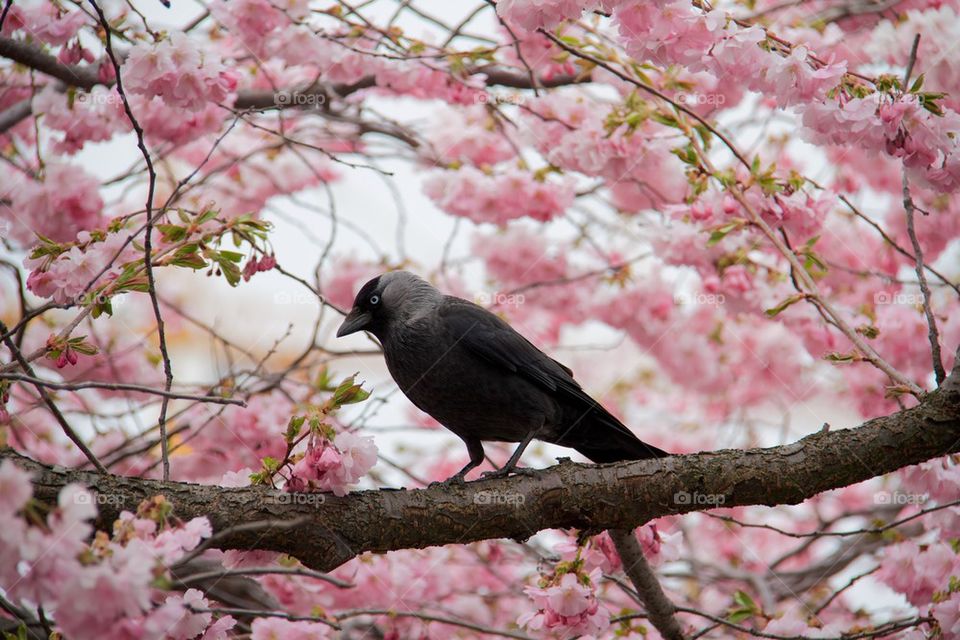 Close-up of jackdaw perching on branch