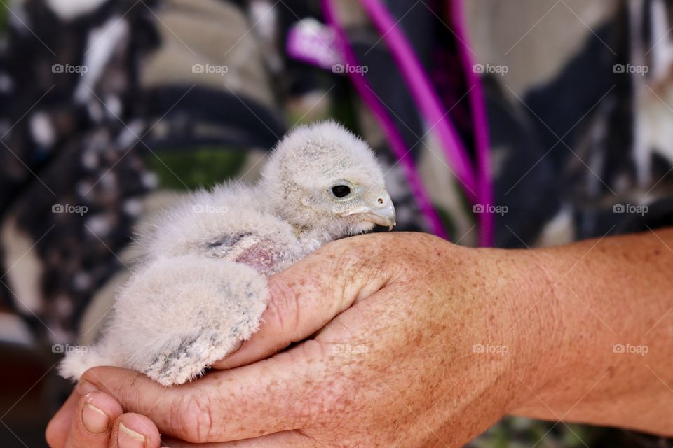 Rescued baby raptor in rescuers hand (wildlife rescue)