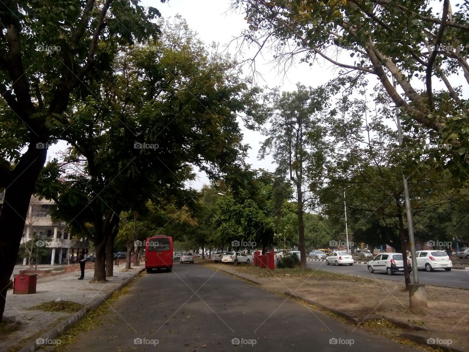 street bus cars trees building