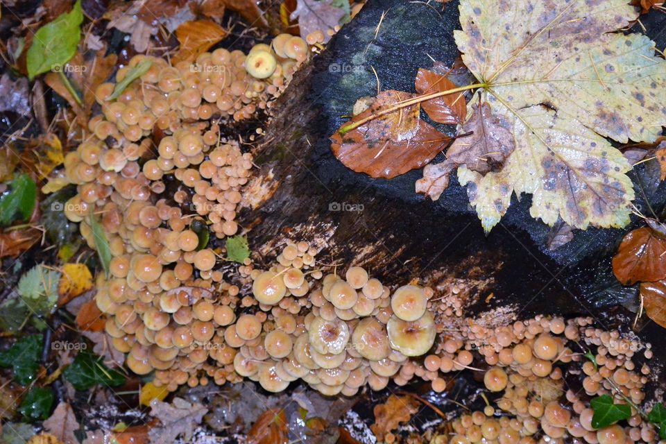 Such a lot of mushrooms. 