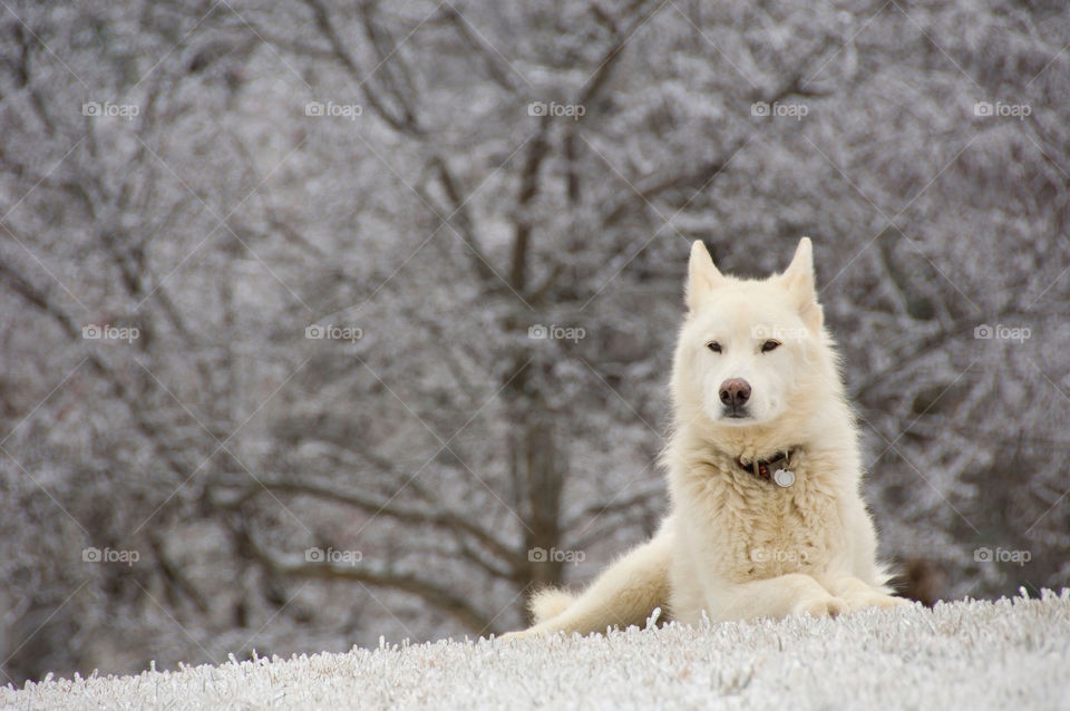 White dog seated on the ice encased lawn after the ice storm