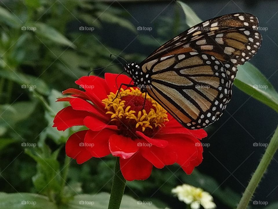The monarch butterfly