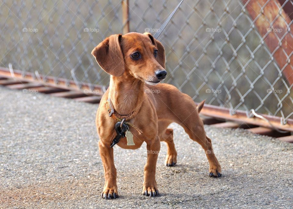 On the bridge with the family 
