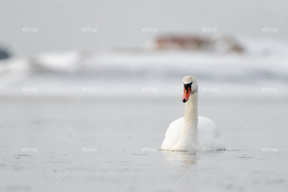 Mute swans swimming in the ice cold water with icy and snow covered island in the background.