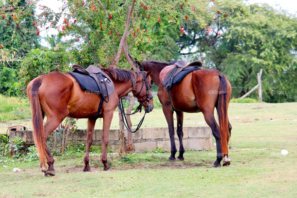 Two horses standing on field